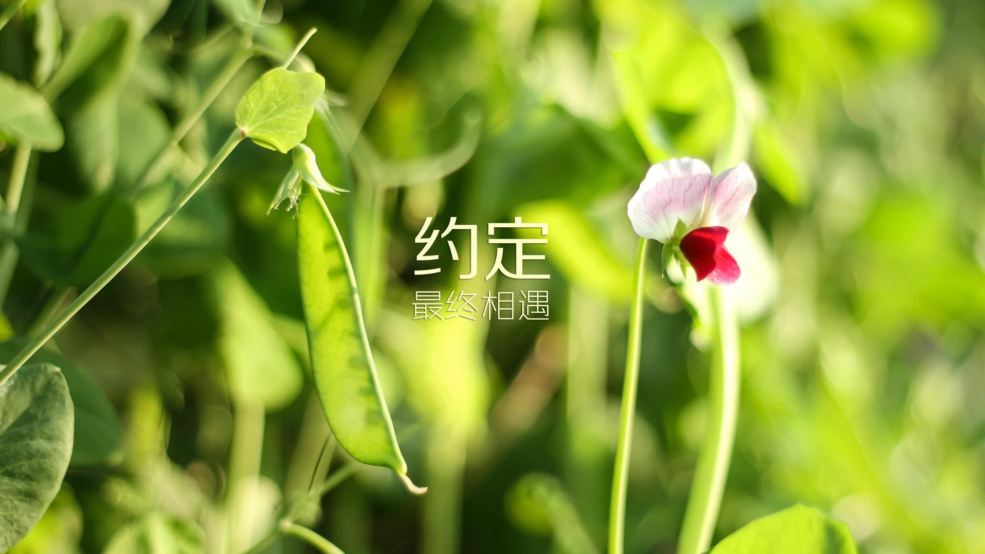 爱游戏下载-蒂贾内·萨卢恩（Tidjane Salaün）加盟夏洛特黄蜂队