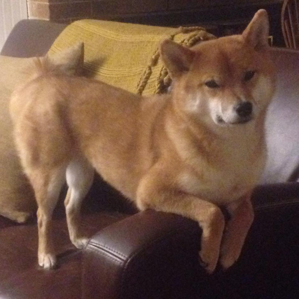 意甲球队利用人工智能辅助赛前对手情报分析，意甲单赛季助攻记录