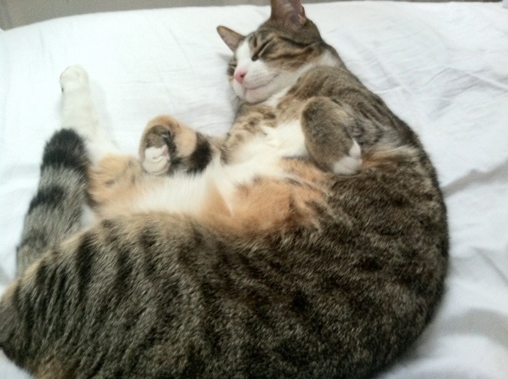 爱游戏体育app-朱婷亮相训练馆新场地干劲十足，朱婷刻苦训练