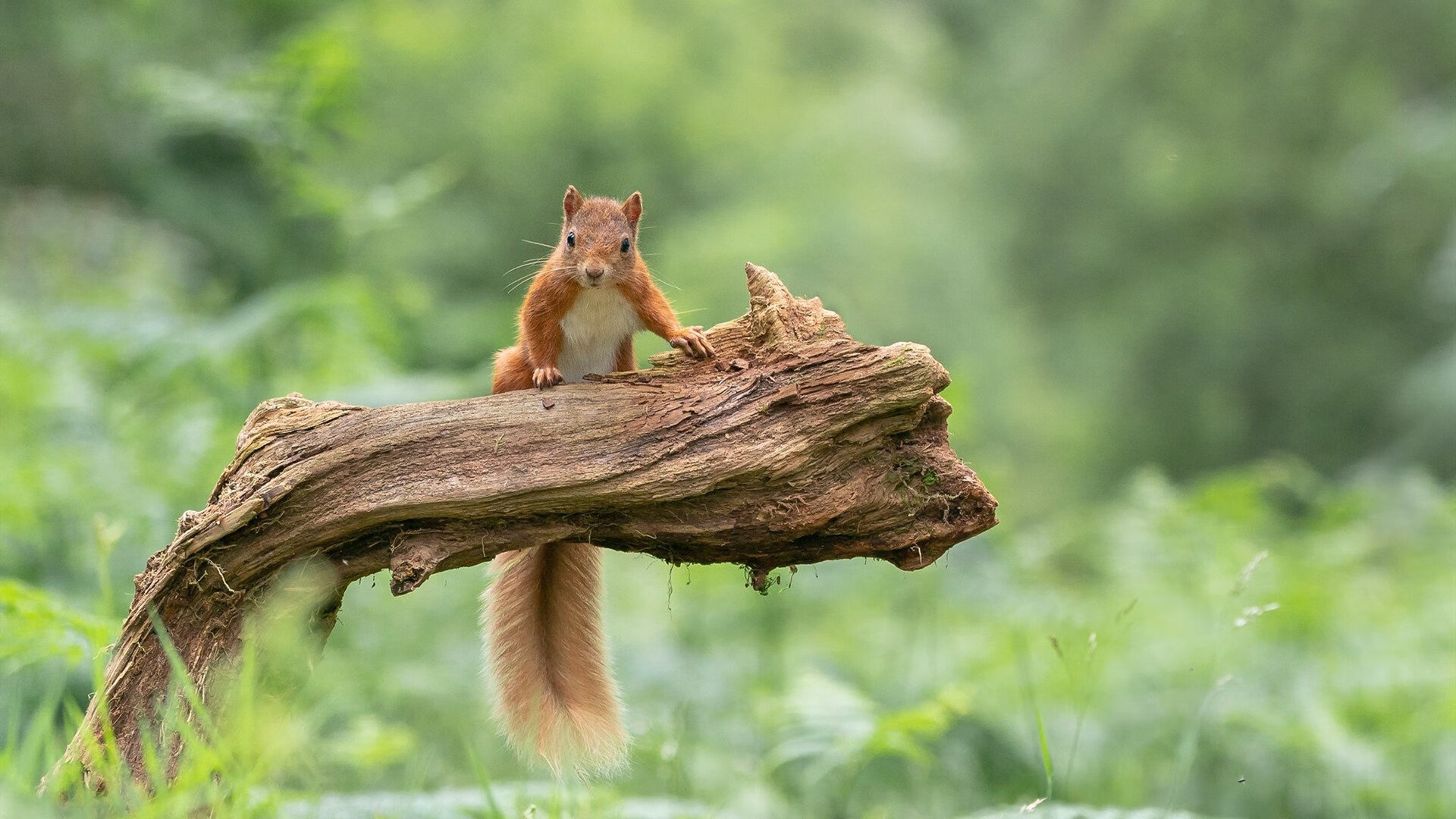 AYX SPORTS-特色足球文化演出在全国巡展，弘扬体育精神和地方文化，足球特色学校文化