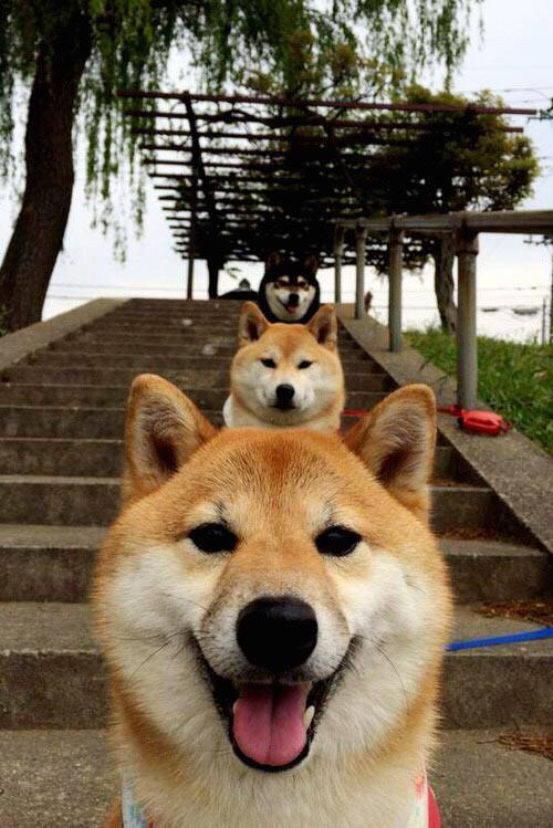 爱游戏官网-跳水决赛奥地利完成高难动作，奥运跳水澳大利亚