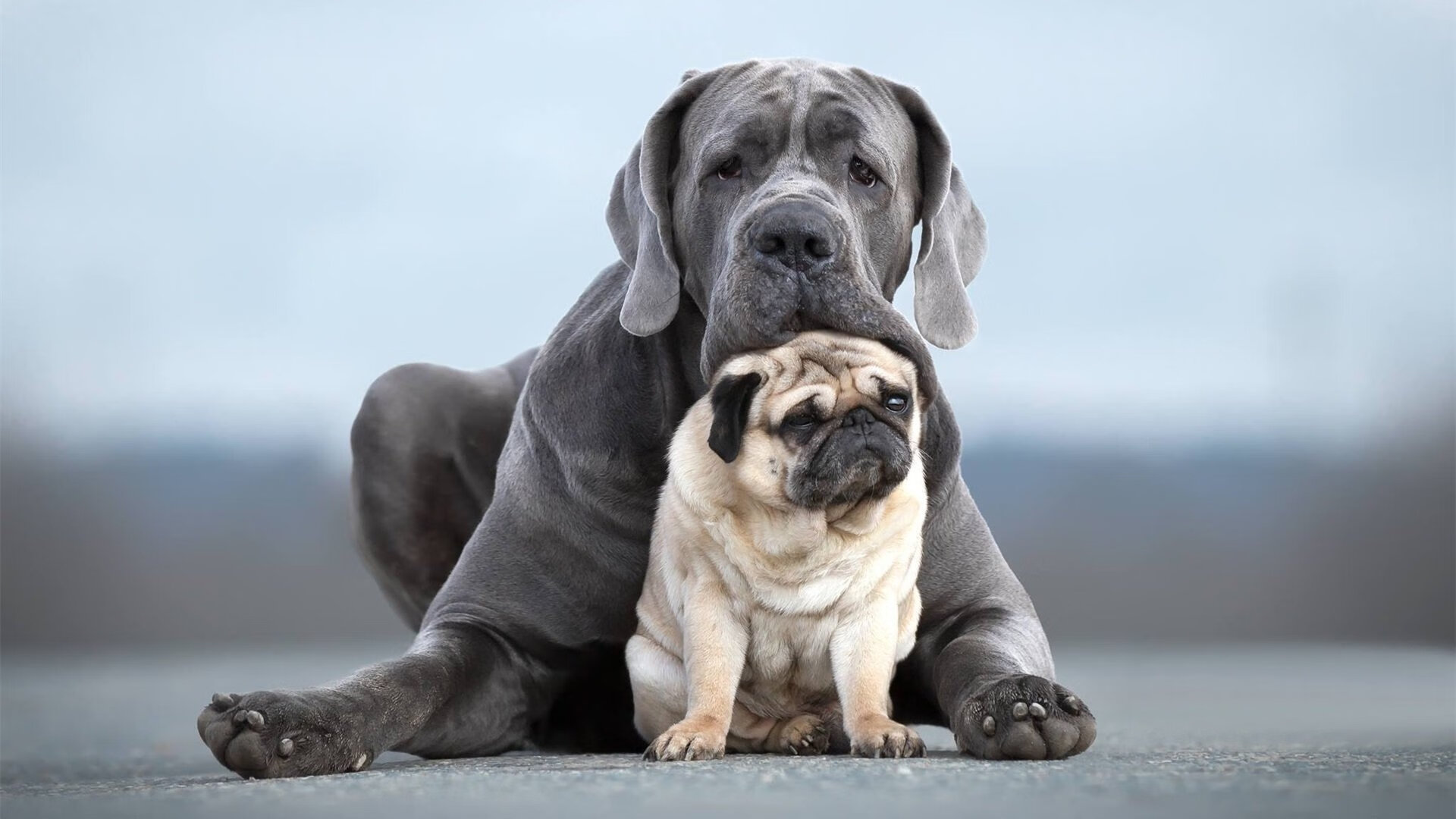 麦基翁以领先优势锁定冠军宝座，麦基翁图片